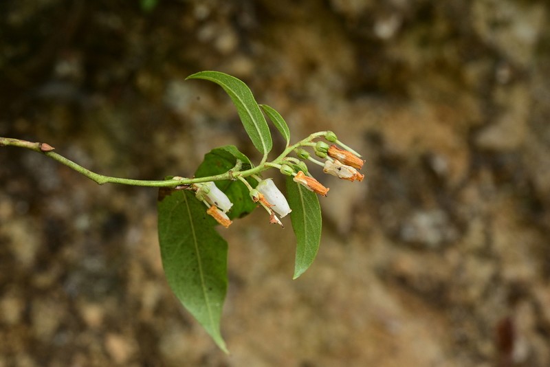 Lyonia villosa photo 2
