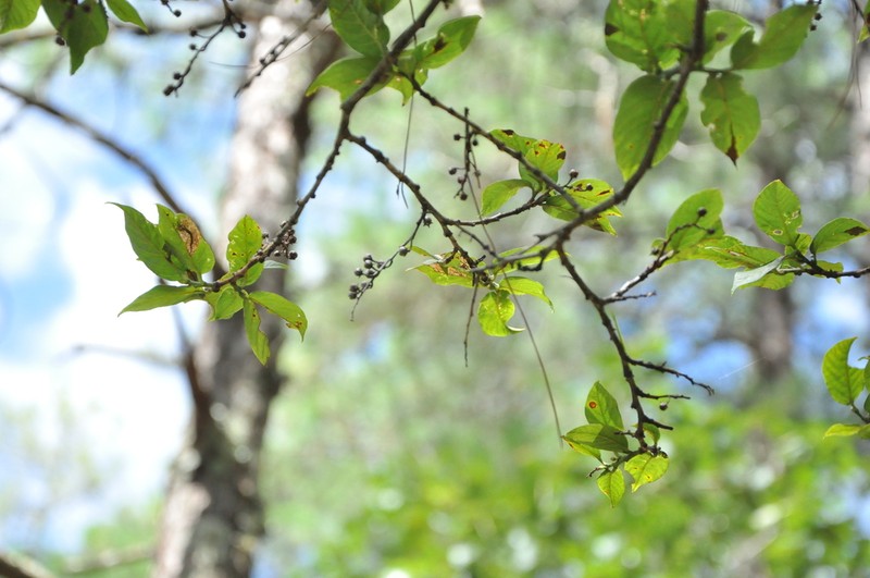 Lyonia villosa photo 3