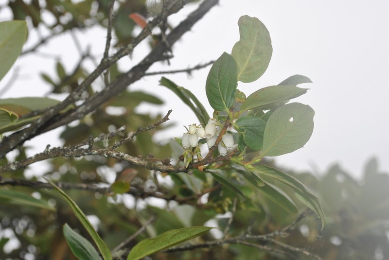 Lyonia villosa photo 4