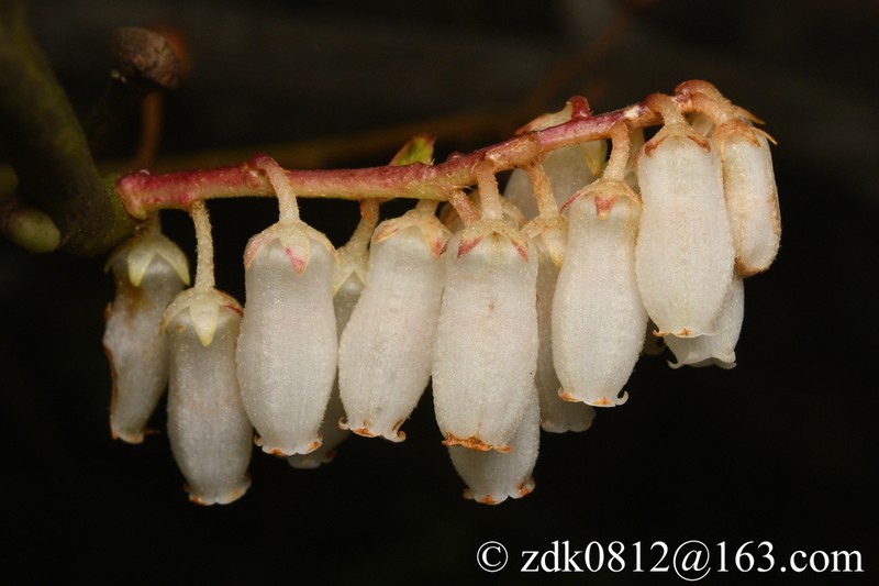Lyonia villosa photo 5