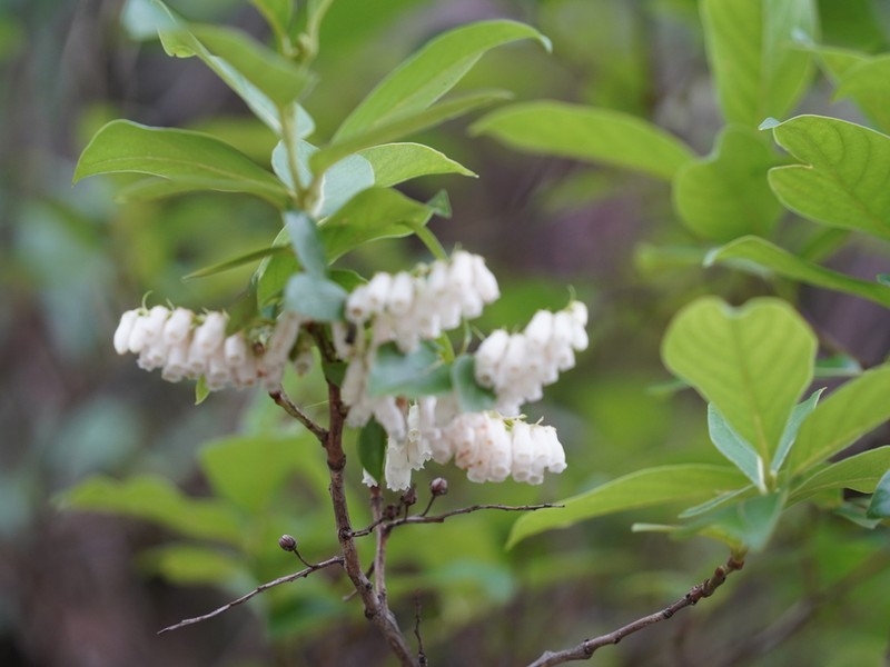 Lyonia villosa photo 6
