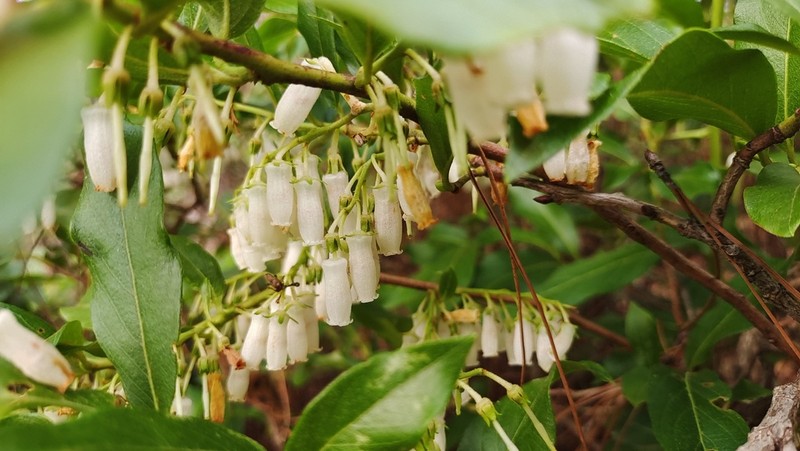 Lyonia villosa photo 7
