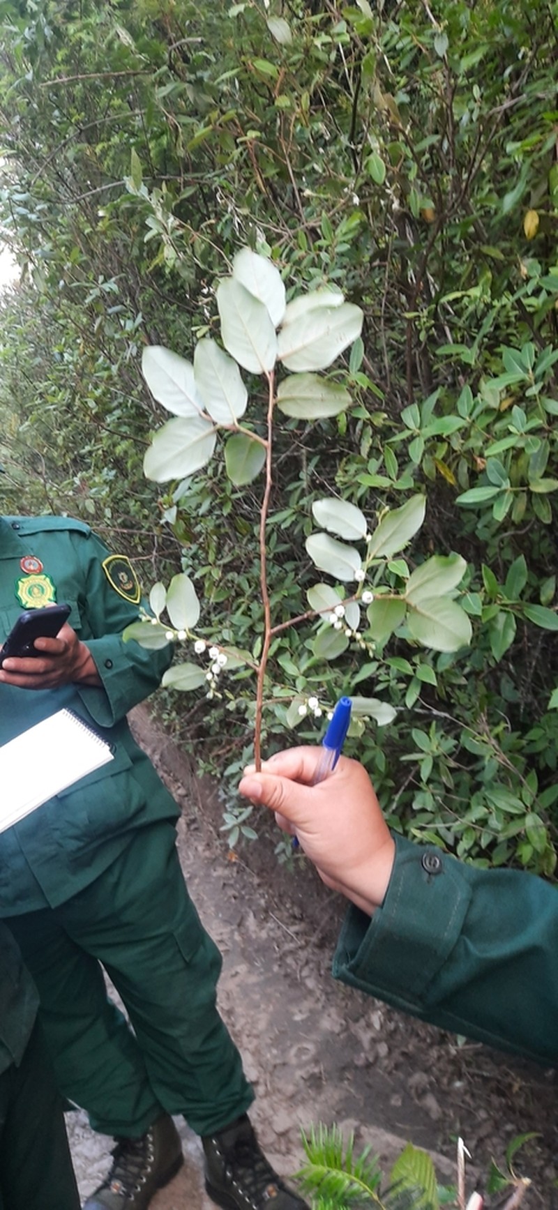 Lyonia villosa photo 8