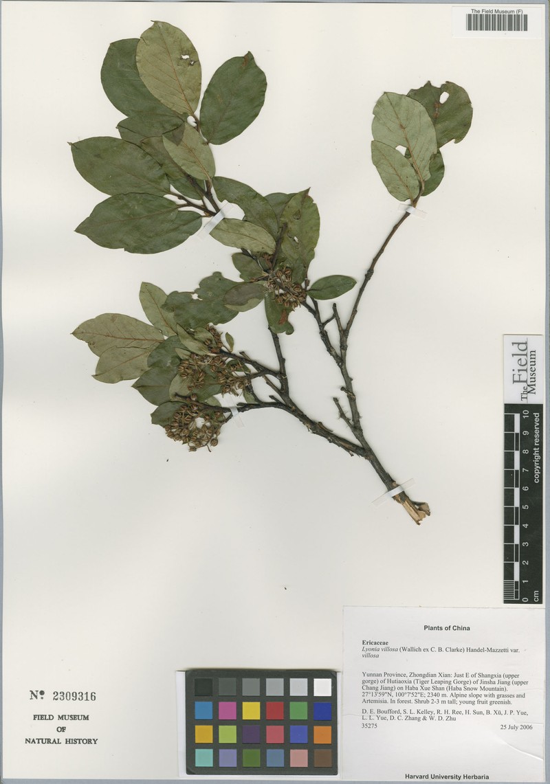 Lyonia villosa var. villosa