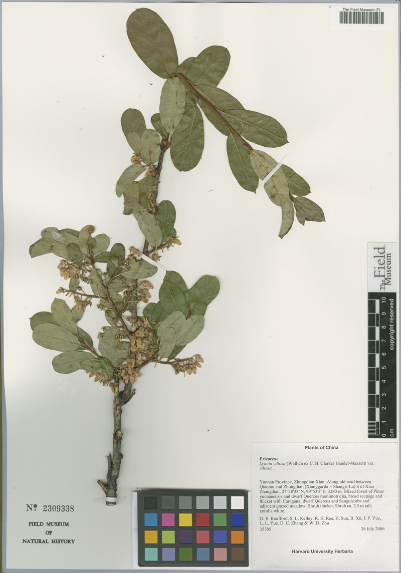 Lyonia villosa var. villosa photo 2