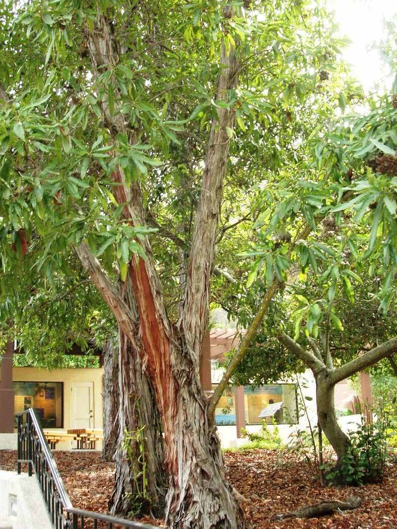 Catalina Ironwood photo 2
