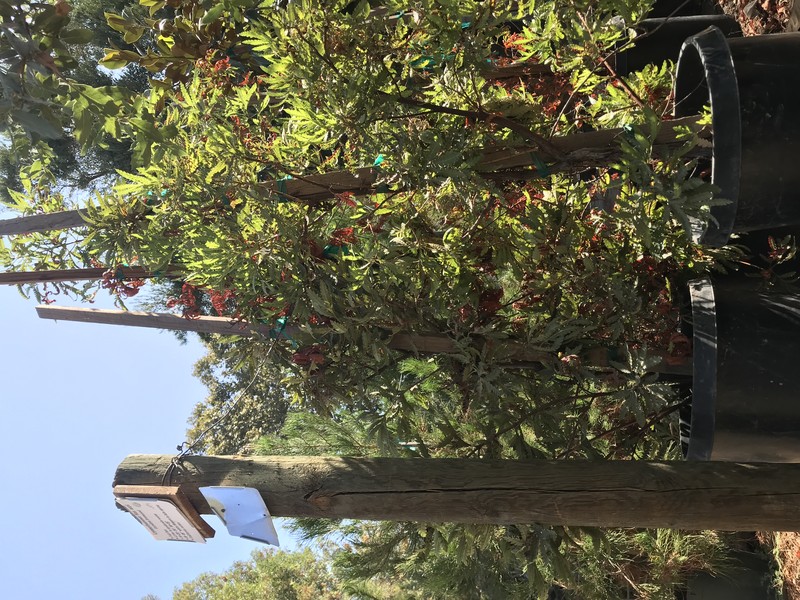 Catalina Ironwood photo 3