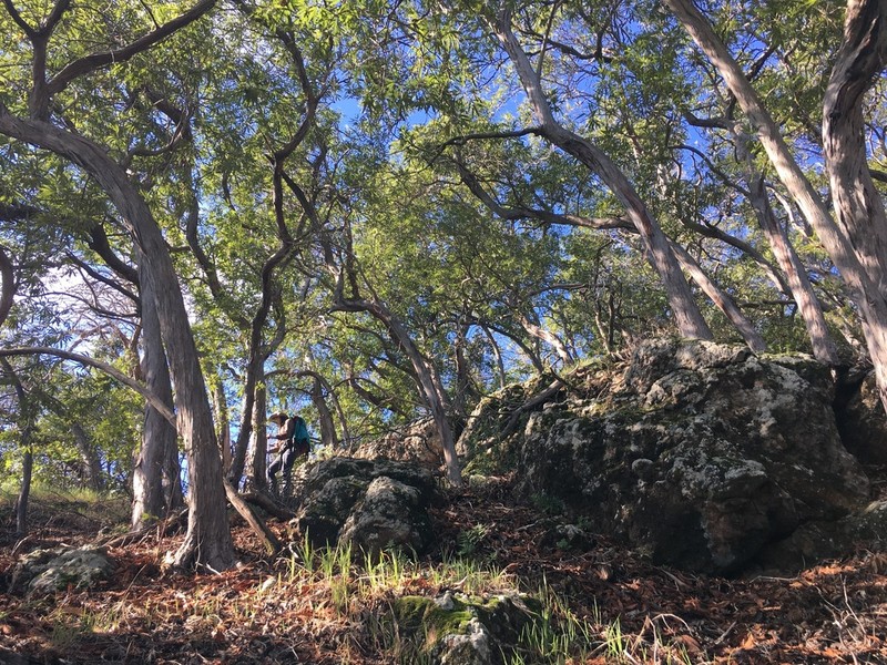 Catalina Ironwood photo 4