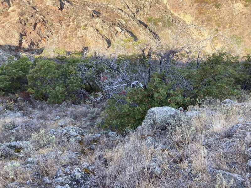 Catalina Ironwood photo 5