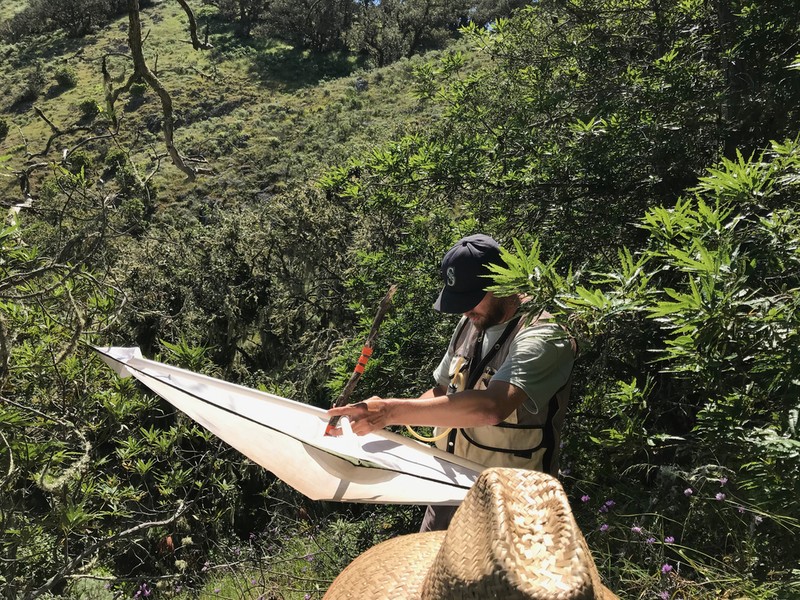 Catalina Ironwood photo 6