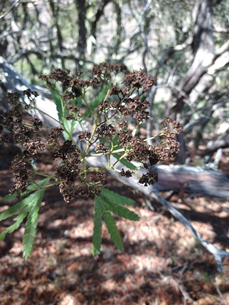 Catalina Ironwood photo 7