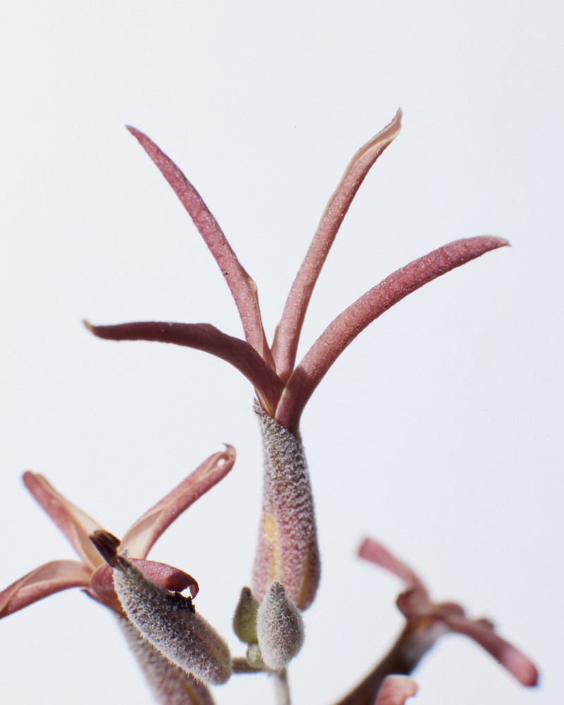 Coulter's Lyrepod