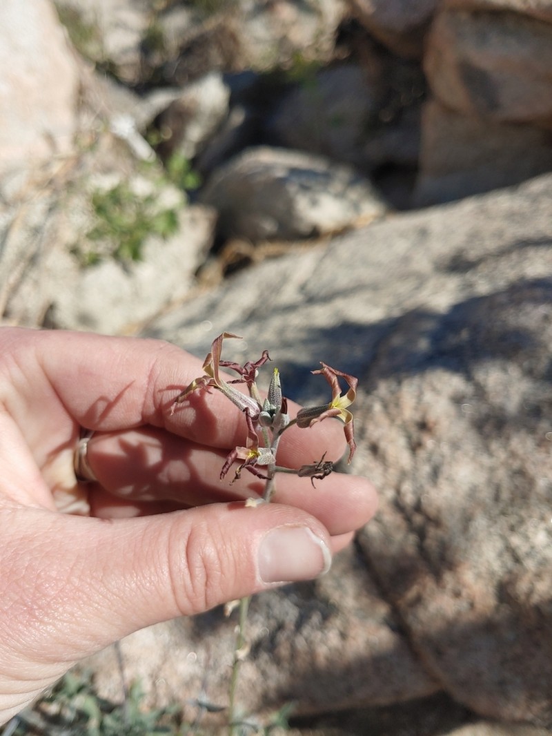 Coulter's Lyrepod photo 2