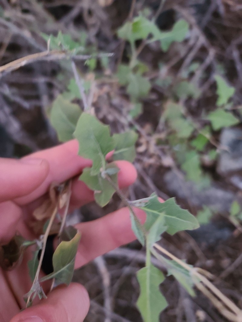 Coulter's Lyrepod photo 3