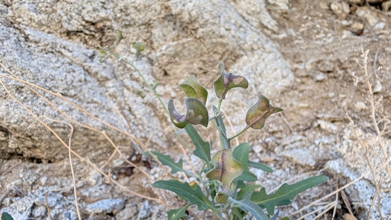 Coulter's Lyrepod photo 4