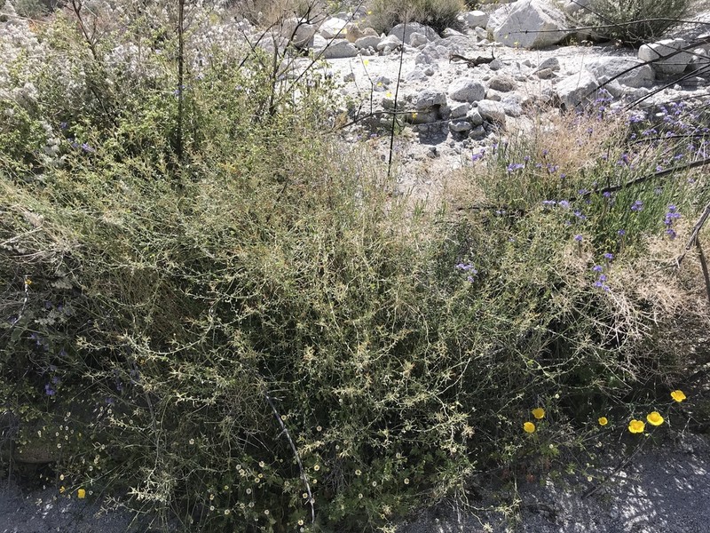 Coulter's Lyrepod photo 5