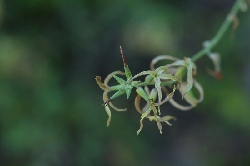 Coulter's Lyrepod photo 6