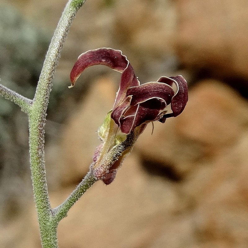 Coulter's Lyrepod photo 7