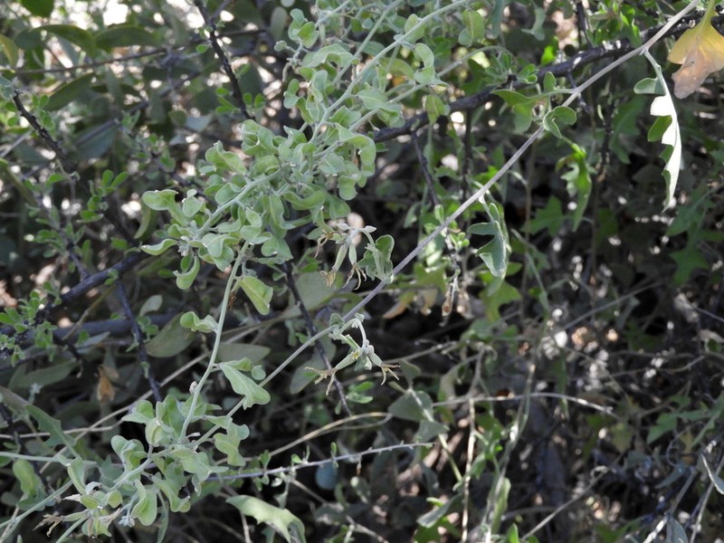 Coulter's Lyrepod photo 8