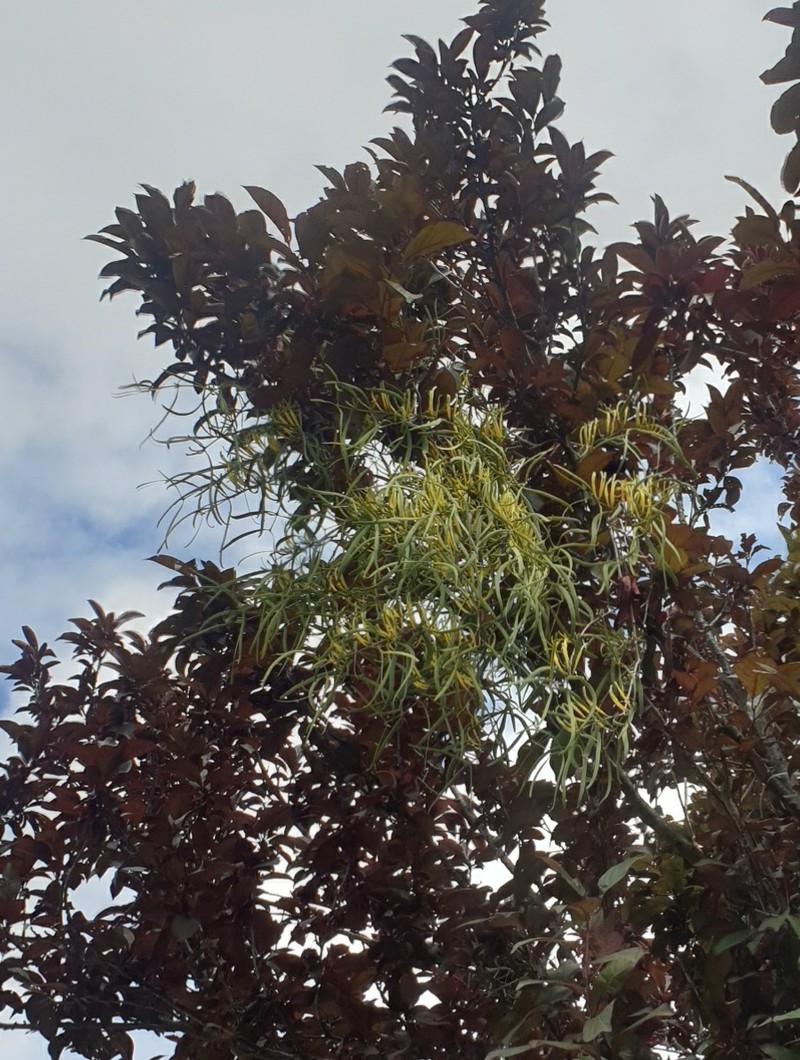 Lysiana exocarpi subsp. exocarpi
