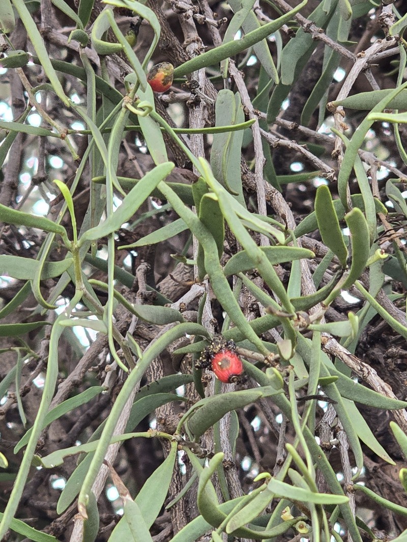 Lysiana exocarpi subsp. exocarpi photo 3