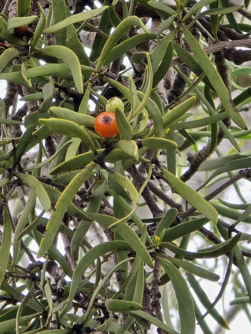 Lysiana exocarpi subsp. exocarpi photo 4