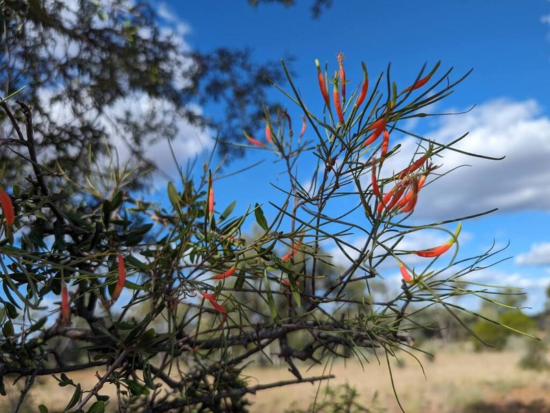 Lysiana linearifolia