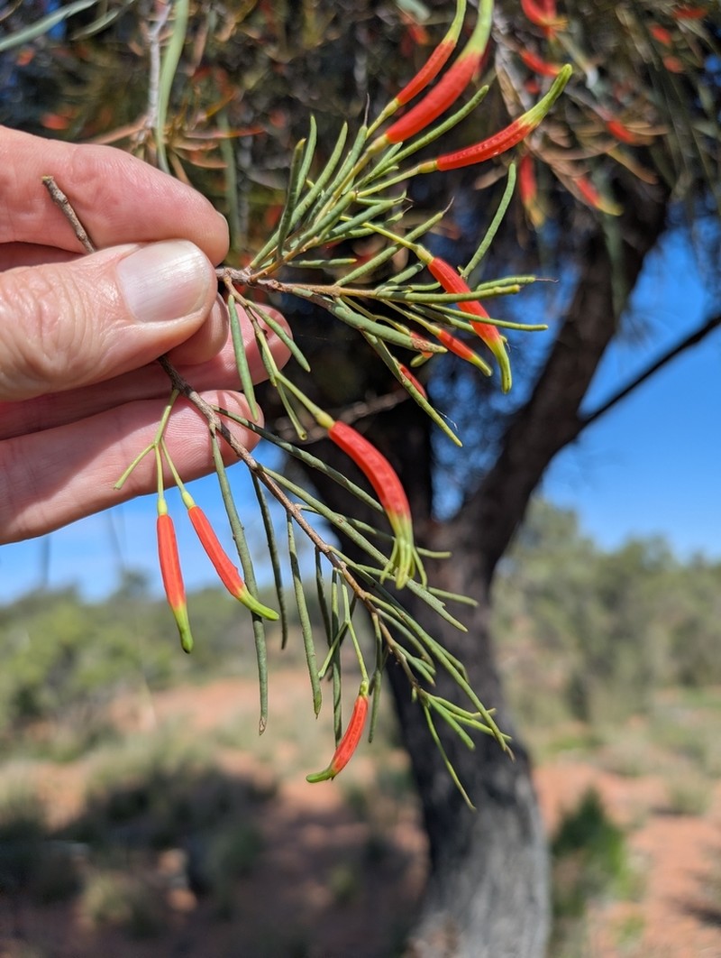 Lysiana linearifolia photo 2