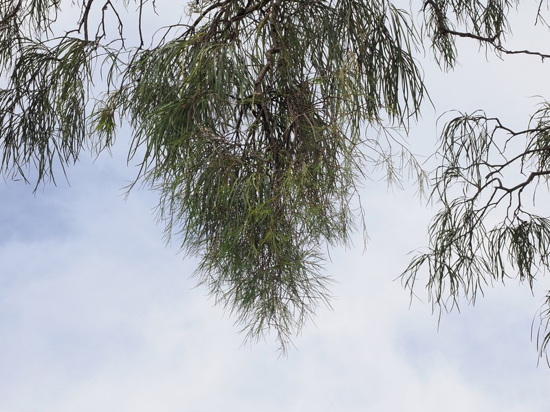 Lysiana linearifolia photo 3