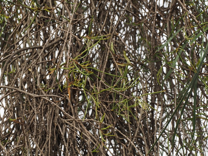 Lysiana linearifolia photo 4