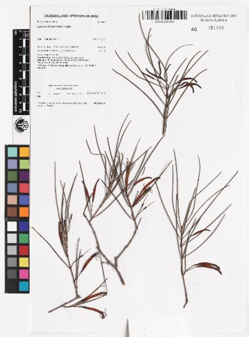 Lysiana linearifolia photo 6