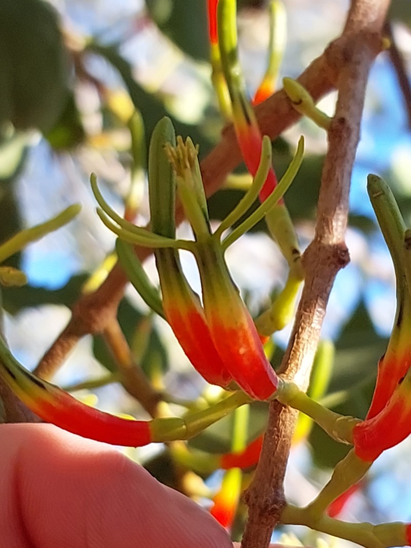 Lysiana spathulata subsp. spathulata