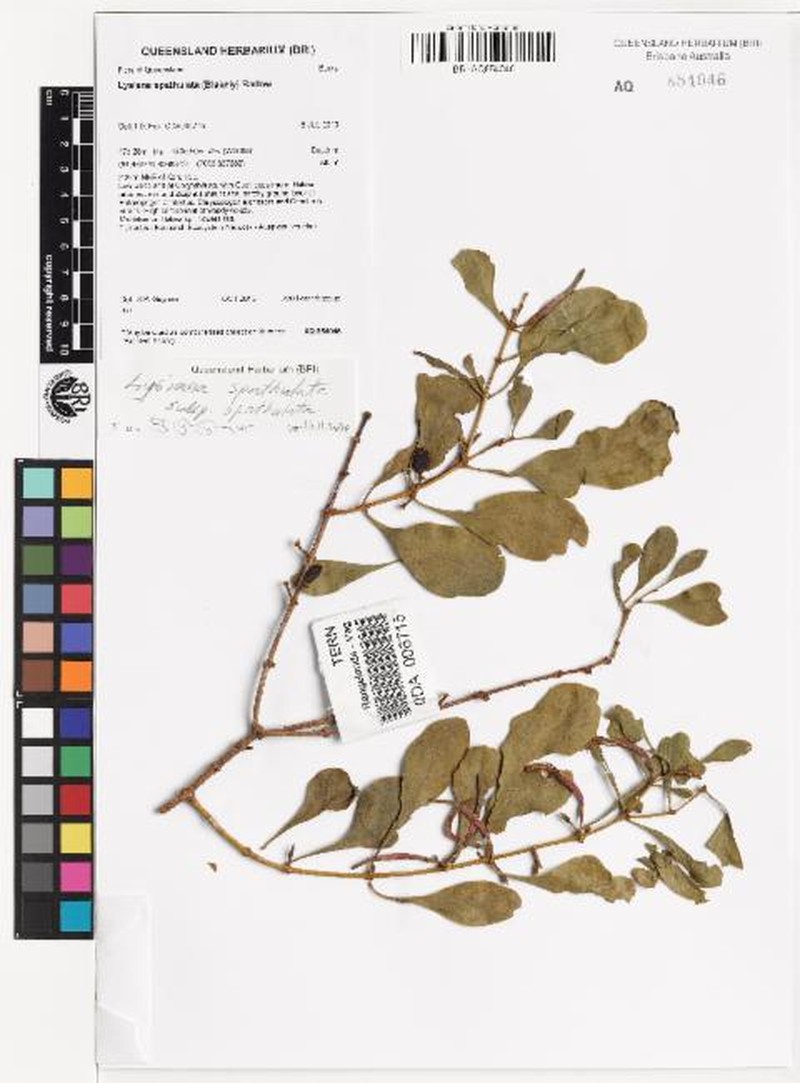 Lysiana spathulata subsp. spathulata photo 2