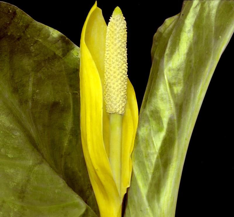 American Skunkcabbage photo 2