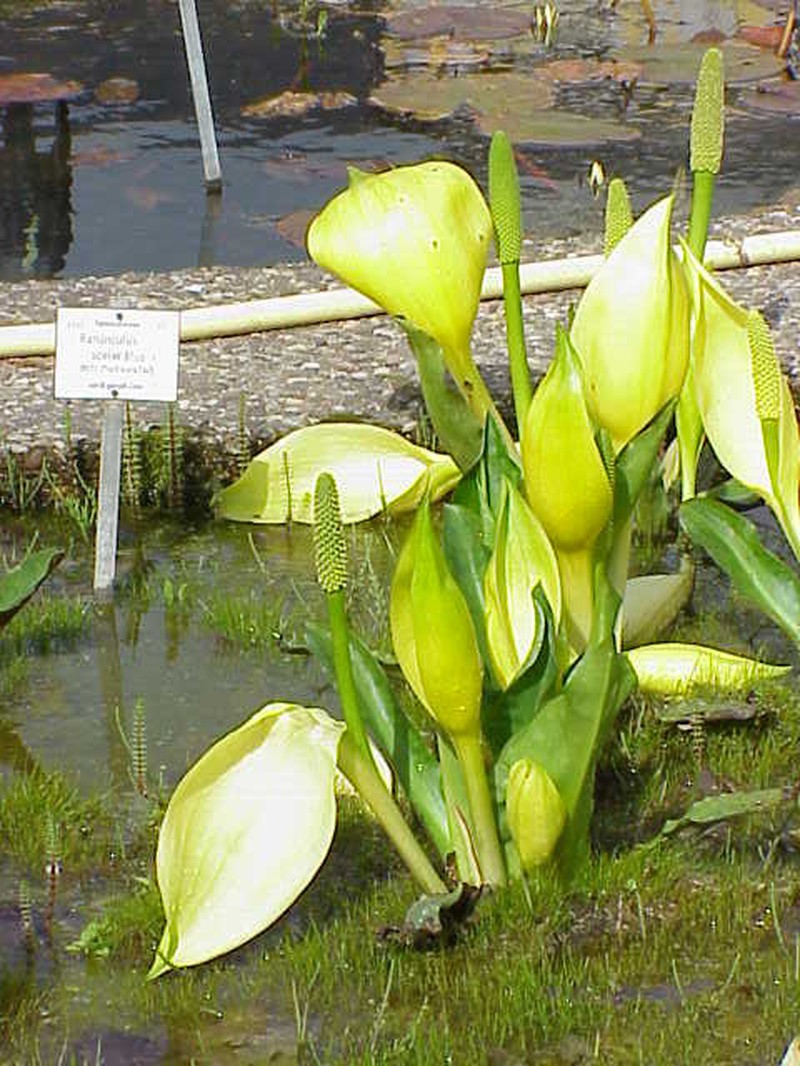 American Skunkcabbage photo 3