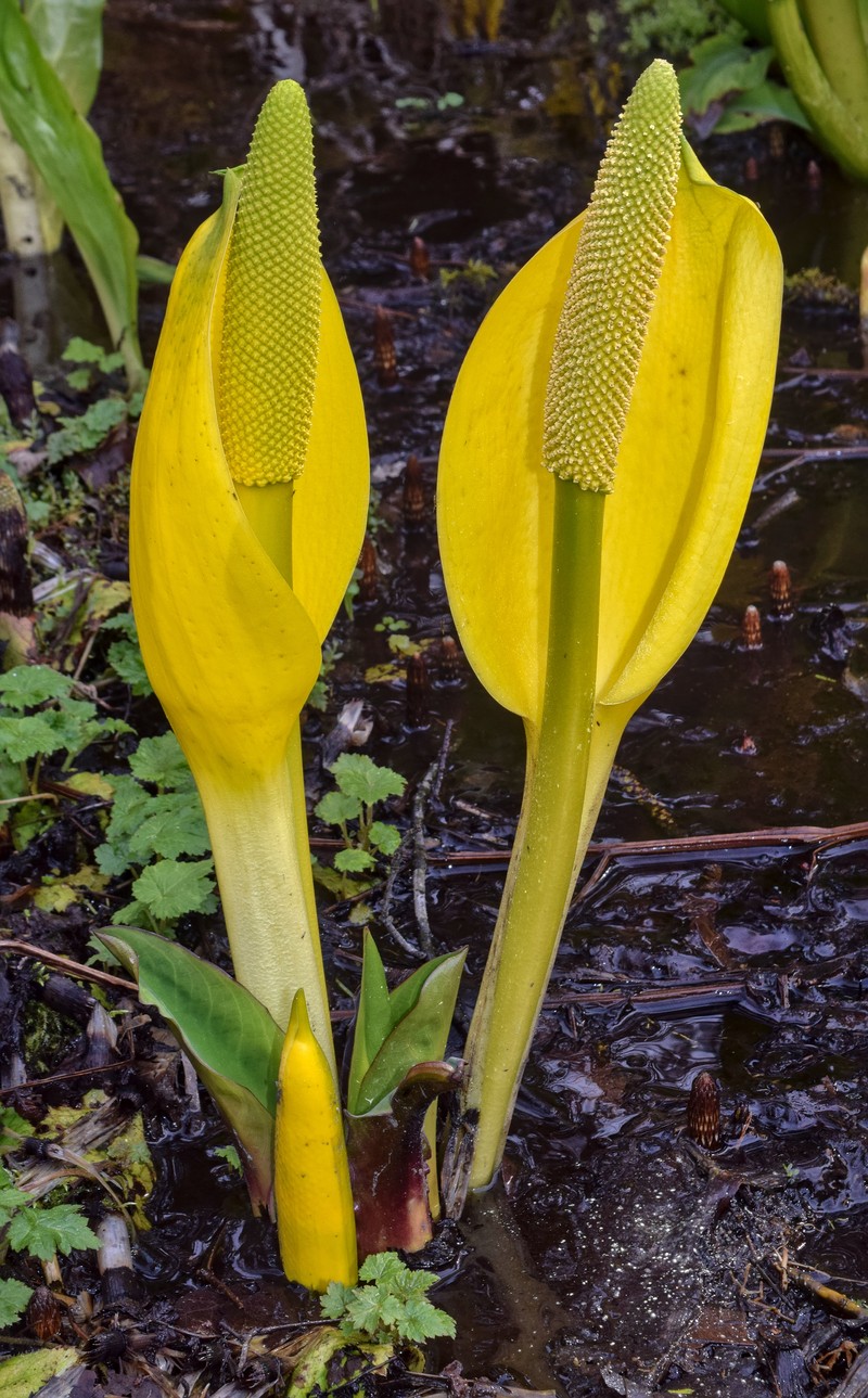 American Skunkcabbage photo 4
