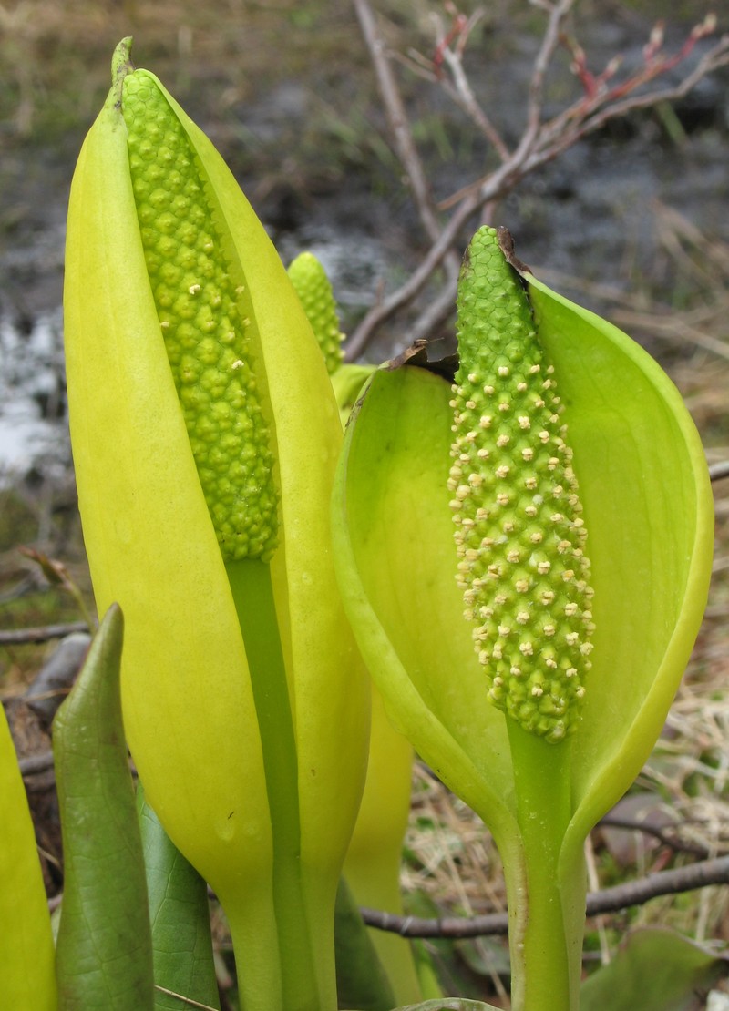 American Skunkcabbage photo 5