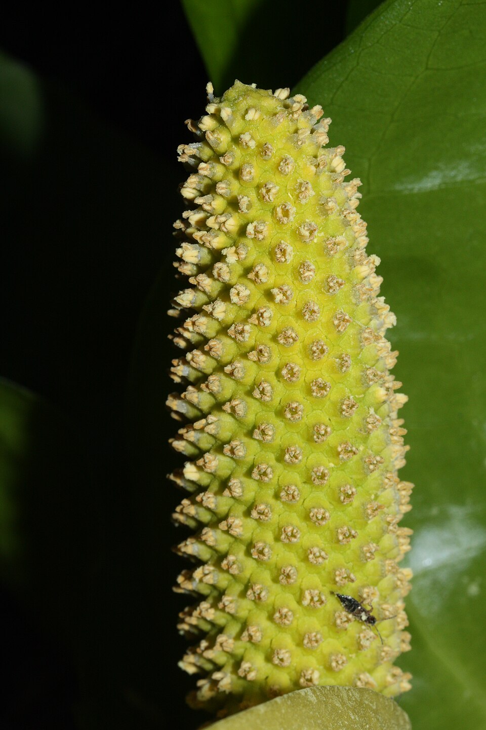 American Skunkcabbage photo 6