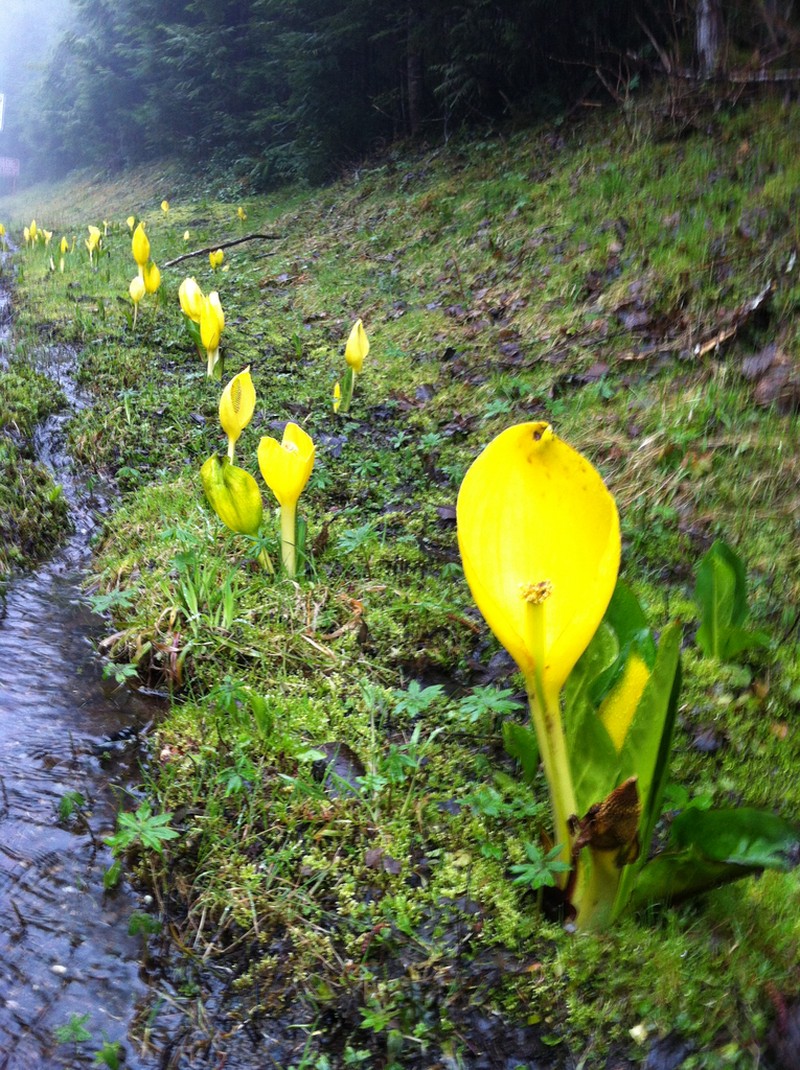 American Skunkcabbage photo 2