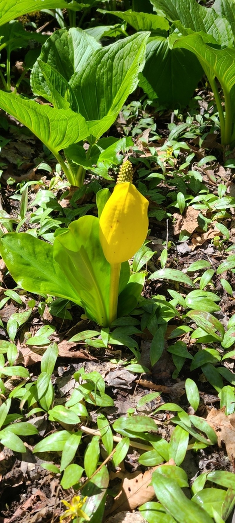 American Skunkcabbage photo 3