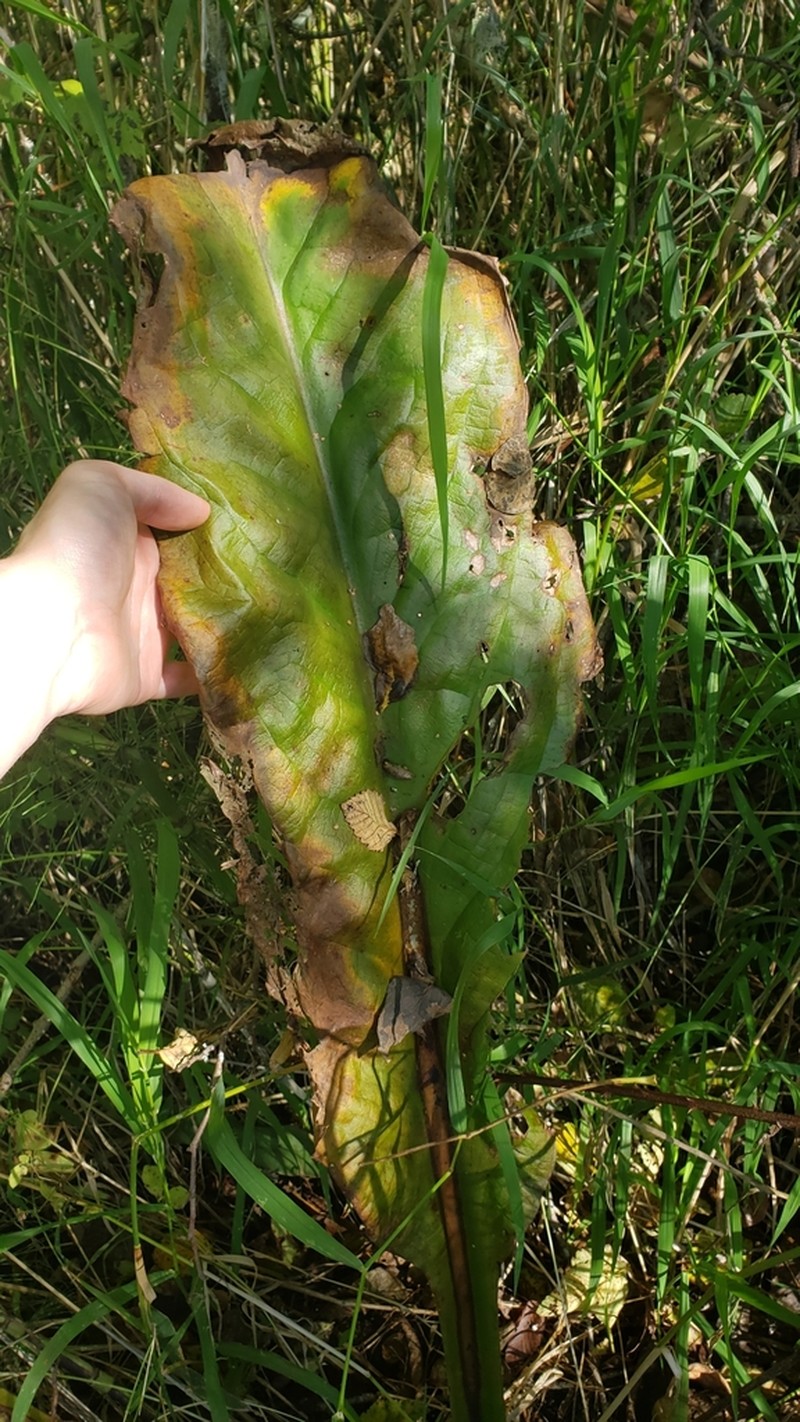 American Skunkcabbage photo 4