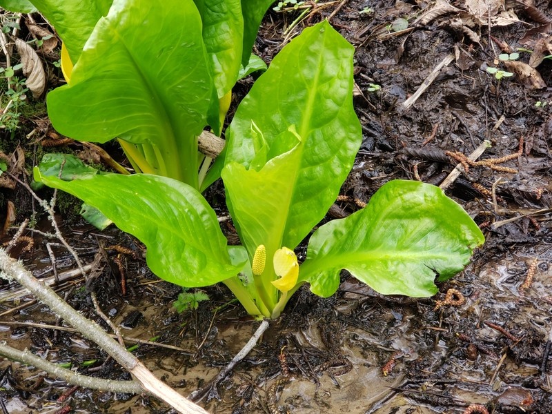 American Skunkcabbage photo 5
