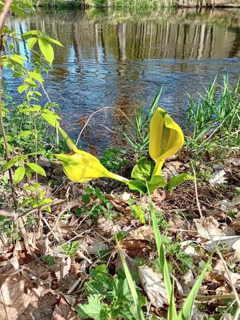 American Skunkcabbage photo 6