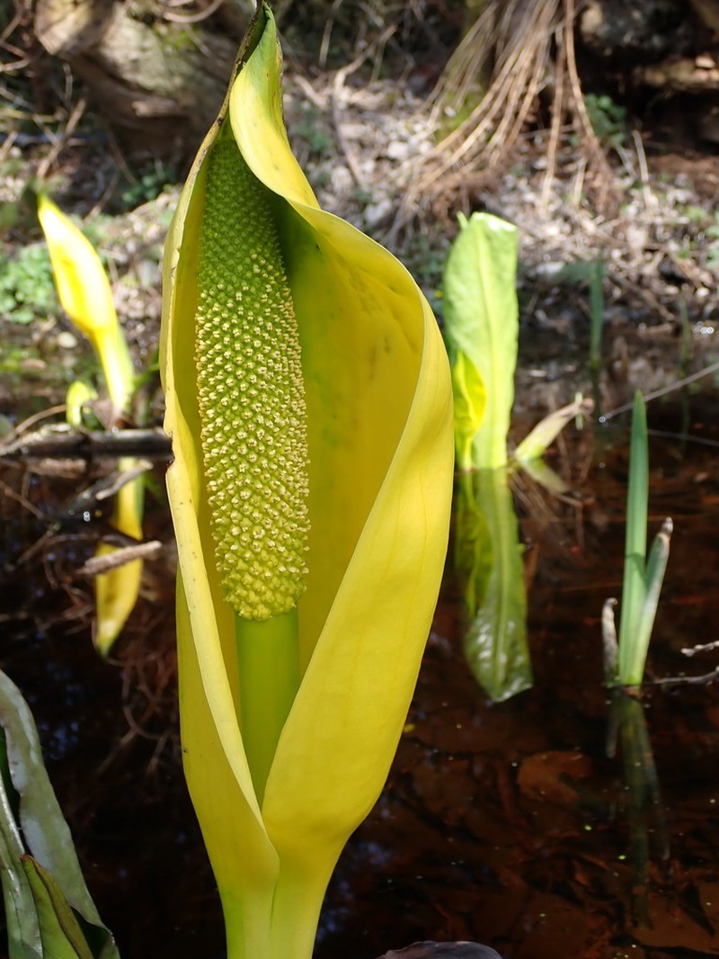 American Skunkcabbage photo 7