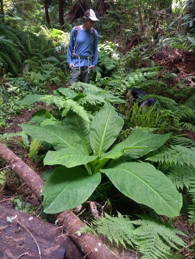 American Skunkcabbage photo 8