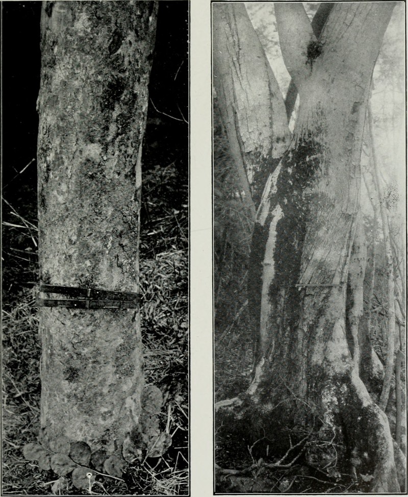 False Tamarind photo 4