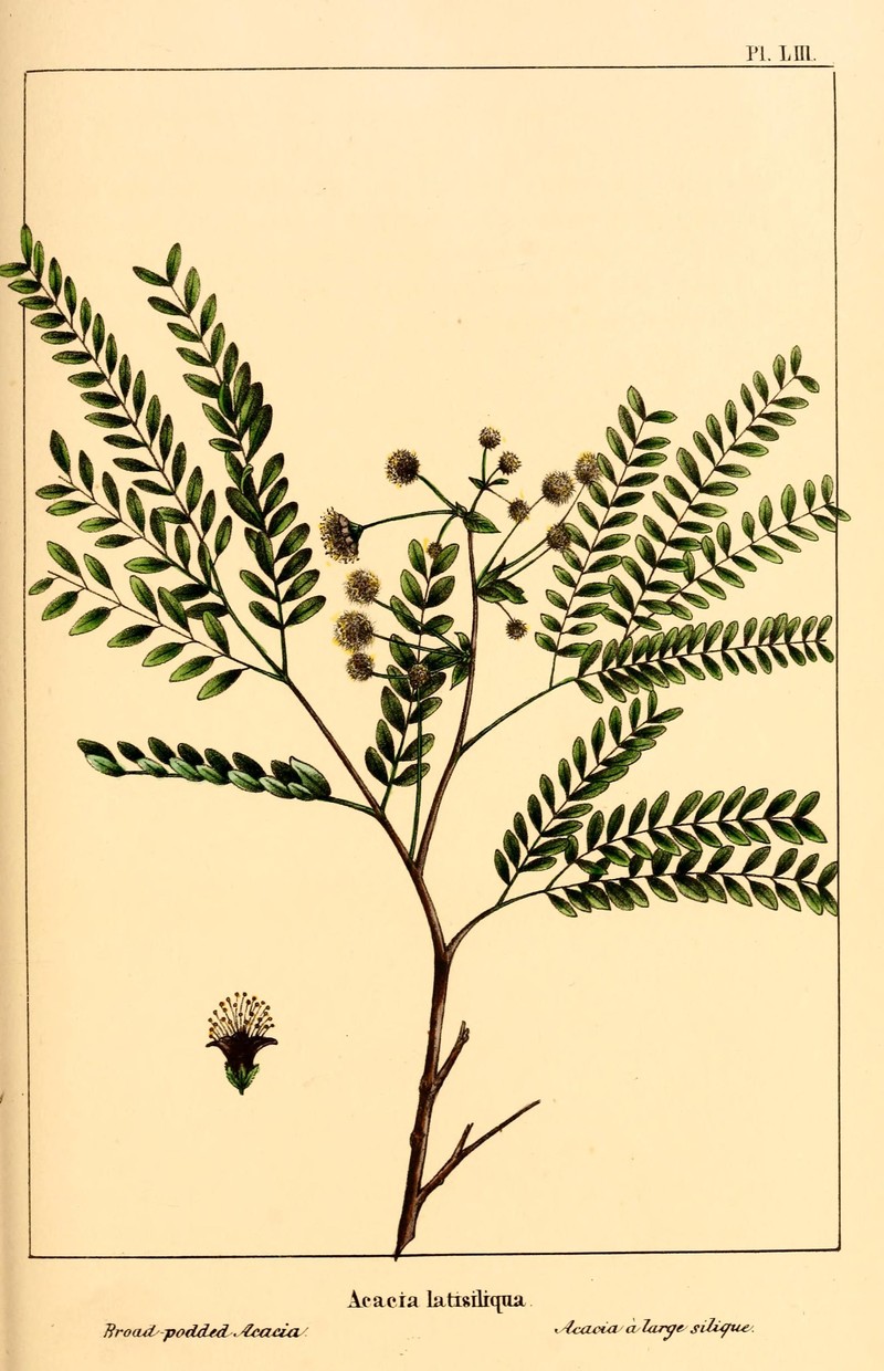 False Tamarind photo 5