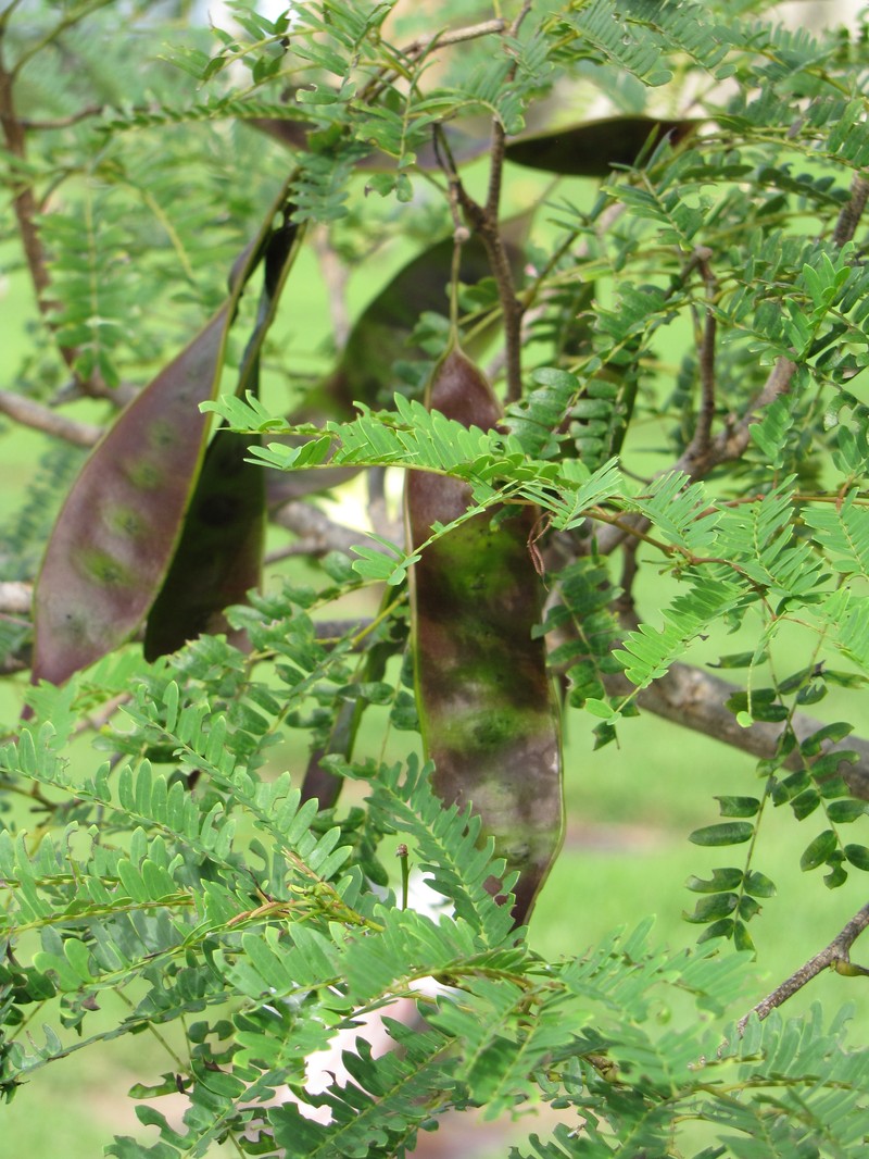 False Tamarind photo 2
