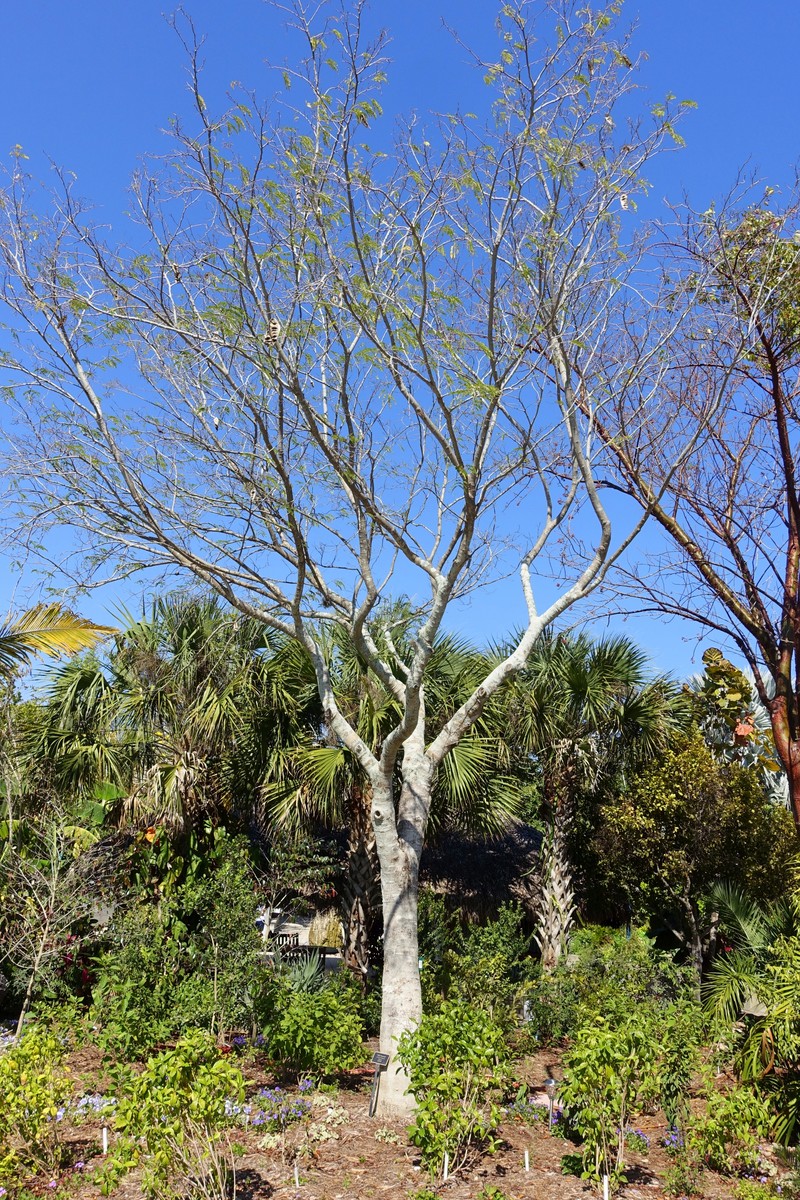 False Tamarind photo 3