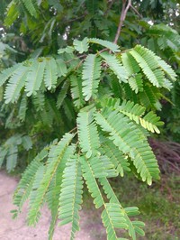 False Tamarind